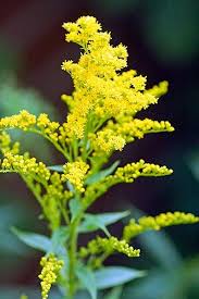 Succession plant for continuous harvest through the summer. Pin By Sydney Lynn On Body Modification Yellow Flowers Names Goldenrod Flower Yellow Flowers