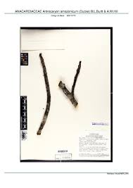 Image result for Antrocaryon