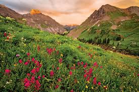Wild flowers is under mandated closure through april 30th, but we are accepting call in orders. A Guide To Colorado S Spectacular Wildflower Season 5280