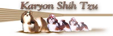 Mia is a purebred shih tzu female ready for her forever home. Karyon Shih Tzu Puppies For Sale Texas
