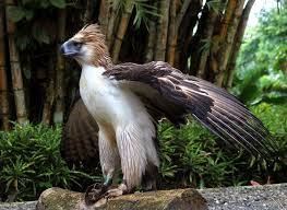 Mindanao The Philippine Eagle Philippine Eagle Endangered Animals Animals