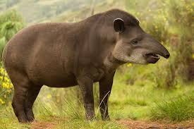 Tapir facts & information, activities, pictures & video. Tapir