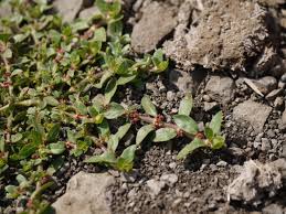 Image result for Bergia polyantha