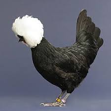 Black And White Hen Chicken Breeds Polish Fancy Chickens Chicken Breeds Pet Chickens