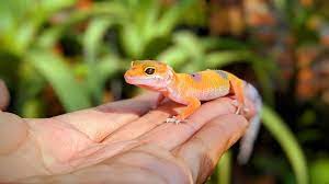 Baby Leopard Gecko Care: The Ultimate Beginner's Guide