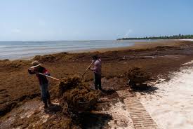 10 Best Caribbean Beaches Without Seaweed (In 2024)