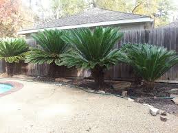 How cold can sago palms get? Sago Palms Palms Landscaping Sago Palm Landscaping Ideas Front Yards Sago Palm Landscaping