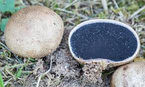 Giant puffballs are white with firm white flesh inside. The 3 Foragers Foraging For Wild Natural Organic Food 2018