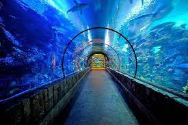 Shark Reef Tickets Discount Mandalay Bay Aquarium Groupon