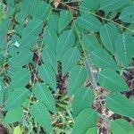 Image result for Maprounea