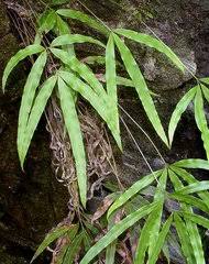 Image result for Pteris burtonii