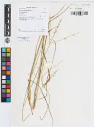 Image result for Alloteropsis semialata