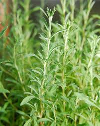 Image result for Clerodendrum fasciculatum