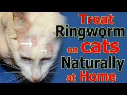 Ringworm is caused by a fungal infection that settles into the outer layers of treatment of ringworm in cats. Cat Ringworm Best Pet Home Remedies Cat Ringworm Ringworm Treating Ringworm