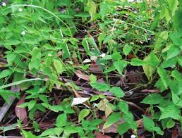 Image result for Asystasia malawiana