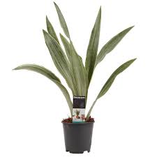 Image result for Sansevieria metallica