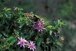 Image result for Grewia flava