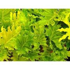 Philodendron selloum (philodendron hope) seeds. Buy Thaumatophyllum Bipinnatifidum Hope With Canarius