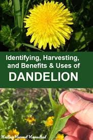 Maybe you would like to learn more about one of these? Identifying And Foraging Dandelions The Perfect Survival Food And Medicine Benefits And Uses All Posts Healing Harvest Homestead