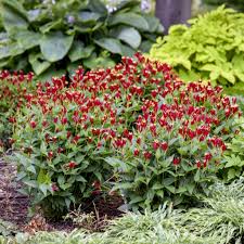 Image result for Spigelia