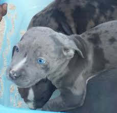 Although blue nose pitbull's have blue in the name, they are really grey. Black Pitbull With Blue Eyes Puppy Novocom Top