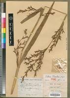 Image result for Scleria racemosa