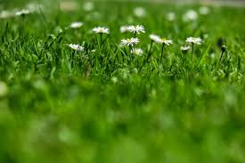 Check spelling or type a new query. Free Stock Photo Of Small White Flowers In Grass Download Free Images And Free Illustrations