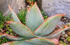 Image result for Aloe