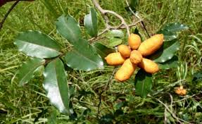 Image result for Uvaria acuminata