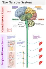 In the human body, the nervous system (which consists of the central and peripheral nervous system). Nervous System Parts Diagram Nervous System Anatomy Human Nervous System Anatomy And Physiology