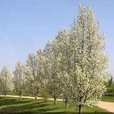 We did not find results for: Pyrus Cleveland Ornamental Pear Hello Hello Plants Garden Supplies