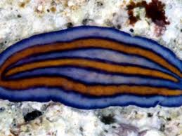 Image result for Platycaulos