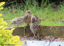 Agenda Comptage Printanier Des Oiseaux Des Jardins Partout En France Les 30 Et 31 Mai Photo De Mary Moreau Dutheil Publiee Dans Notre Galerie Et Prise Dans