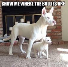 Funny Dog Pictures With Captions Update Wallpaper Funny Dog Captions Cute Animals Funny Animals