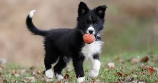 Maybe you would like to learn more about one of these? Border Collies Everything You Need To Know About The Breed