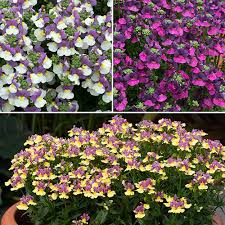 Image result for Nemesia