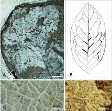 Image result for Cryptocarya woodii