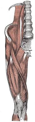 Study more about the muscles of the leg by following the diagrams below. Anterior Leg Muscles Gray S Anatomy Illustration Radiology Case Radiopaedia Org