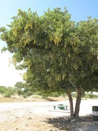 Image result for Philenoptera