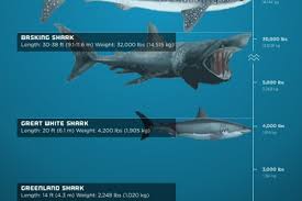 Shark Speed Worlds Fastest Sharks Visual Ly