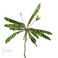 Image result for Biophytum