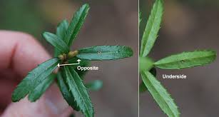 Image result for Clutia paxii