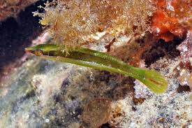 Siphonognathus radiatus