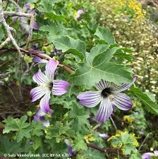 Image result for Malouetia