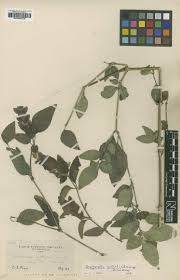 Image result for Dicliptera carvalhoi