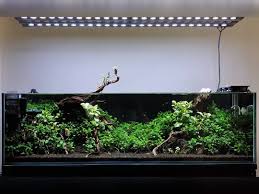A N U B I A S Anubiastank Anubias Anubiaspetite Anubiaspinto Aquascape Natureaquarium Plantedtank 100cm Aquascaping Akvaryum