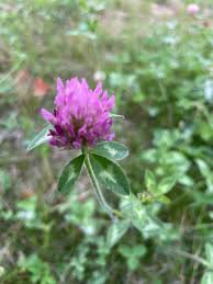 Image result for Trifolium masaiense