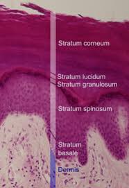 Maybe you would like to learn more about one of these? Epidermis Wikipedia