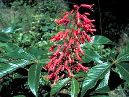 These hardy and colorful plants mature to 48 inches and forms an excellent backdrop. Aesculus Pavia Scarlet Buckeye Native Plants Of North America