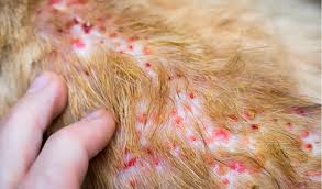 Pemphigus is a general designation for a group of autoimmune skin diseases involving ulceration and crusting of the skin in the disease pemphigus foliaceus, the autoantibodies are deposited in the outermost layers of the epidermis, and blisters form on otherwise healthy skin. Pustular Skin Diseases In Cats Petcoach